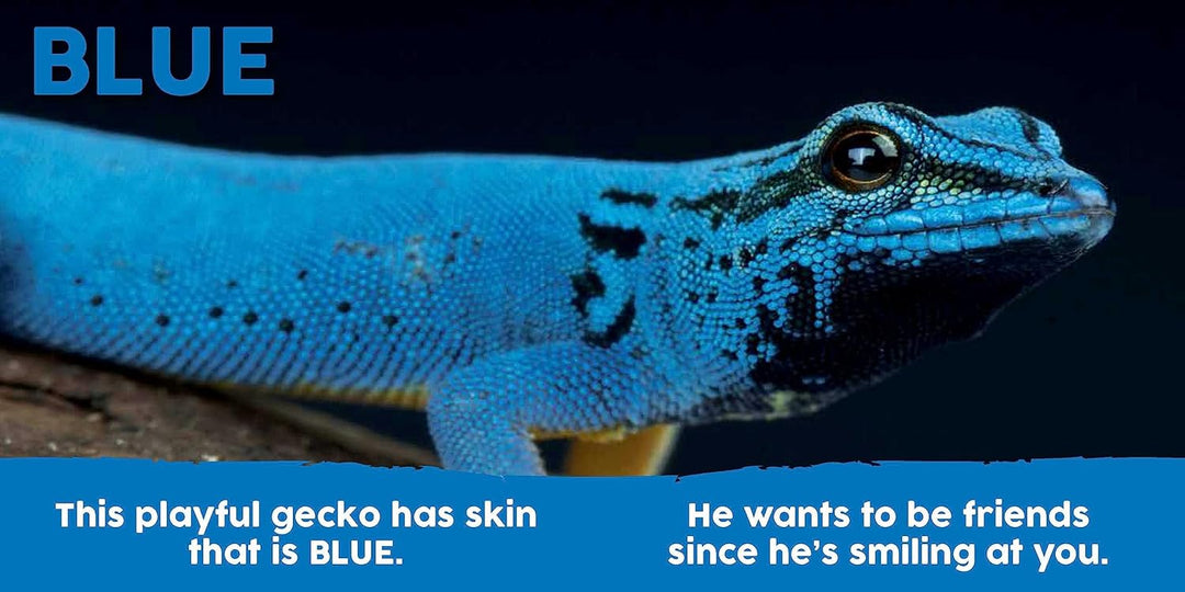 Baby Animals First Colors books blue