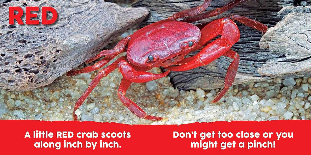 Baby Animals First Colors books red