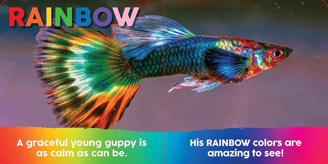 Baby Animals First Colors books rainbow